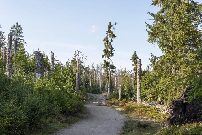 Gerahmter Druck : Tote Bäume am Oderteich-Teich im Harz-Nationalpark. Gerahmter Druck : Tote Bäume am Oderteich-Teich im Harz-Nationalpark.