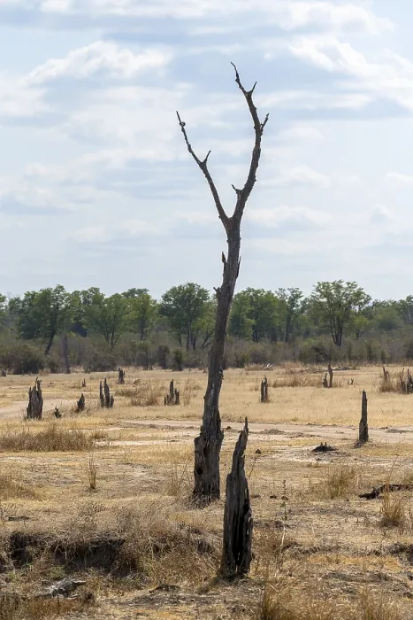 Gerahmter Druck : Tote Bäume und Spur, Baum, Spur. Gerahmter Druck : Tote Bäume und Spur, Baum, Spur.