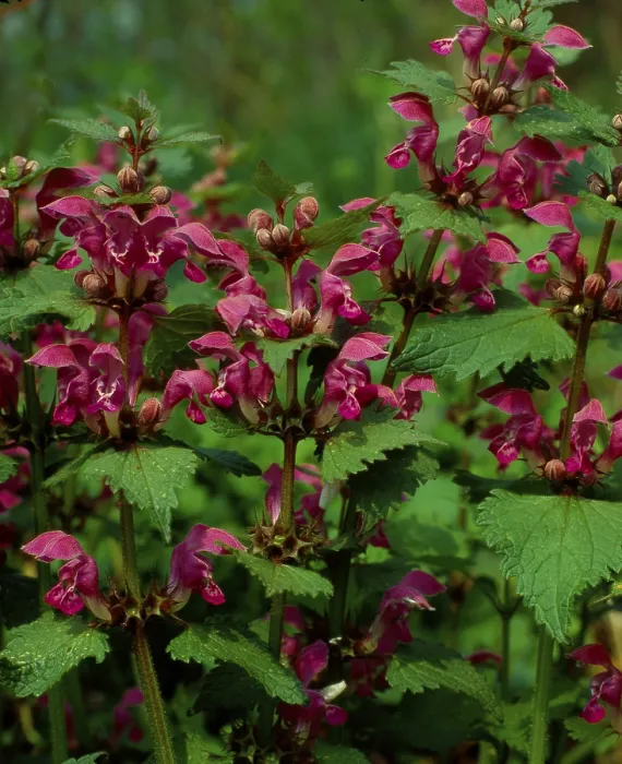 Gerahmter Druck : Deadnettle Gerahmter Druck : Deadnettle