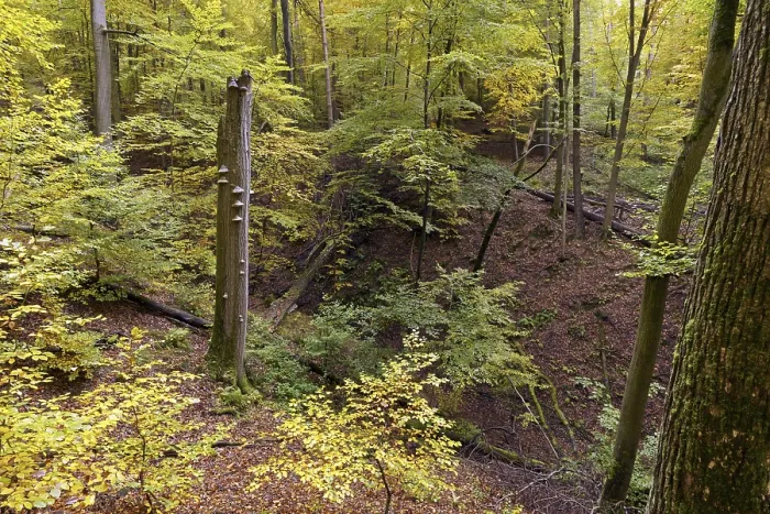 Gerahmter Druck : Totenholz mit Rinde auf einem Kupferbeechen.