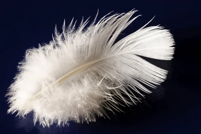 Gerahmter Druck : Deaf Feather im Frühling Gerahmter Druck : Deaf Feather im Frühling