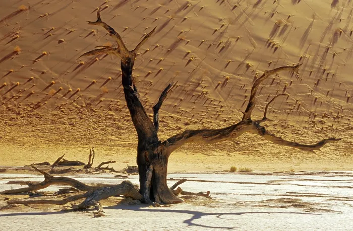 Gerahmter Druck : Todsvlei, Namibia Gerahmter Druck : Todsvlei, Namibia