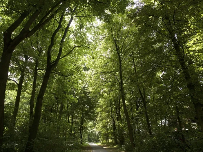 Gerahmter Druck : Laubwald Gerahmter Druck : Laubwald