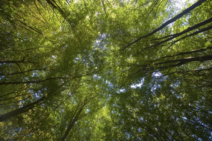 Gerahmter Druck : Laubwald Gerahmter Druck : Laubwald