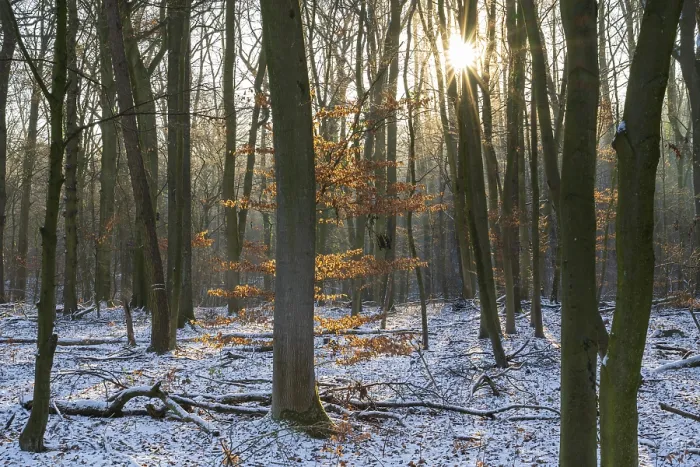 Gerahmter Druck : Laubwald mit Schnee gegen Licht. Gerahmter Druck : Laubwald mit Schnee gegen Licht.
