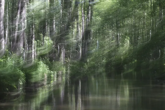 Gerahmter Druck : Laubwald am Wasser, verschwommen. Gerahmter Druck : Laubwald am Wasser, verschwommen.