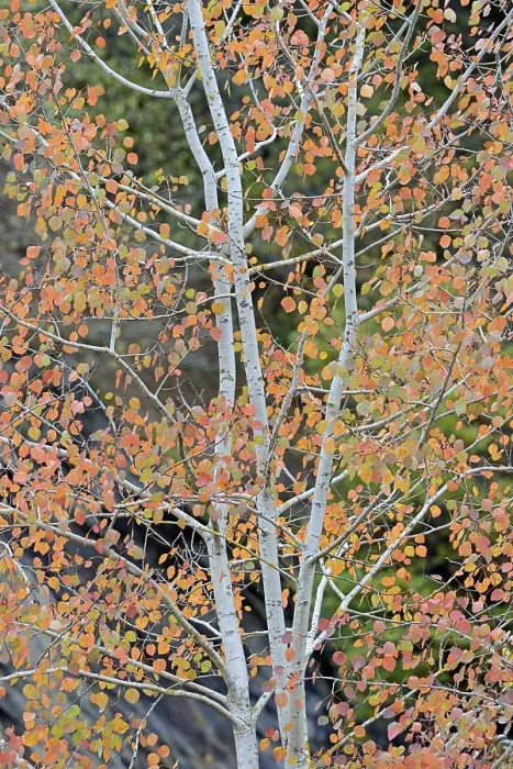 Gerahmter Druck : Laubbaum, Weide (Populus tremula). Gerahmter Druck : Laubbaum, Weide (Populus tremula).