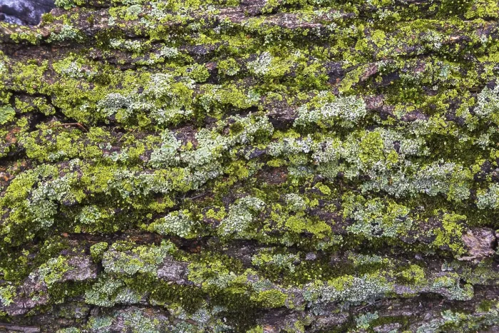 Gerahmter Druck : Laubholzrinde bedeckt mit Bryophyta. Gerahmter Druck : Laubholzrinde bedeckt mit Bryophyta.