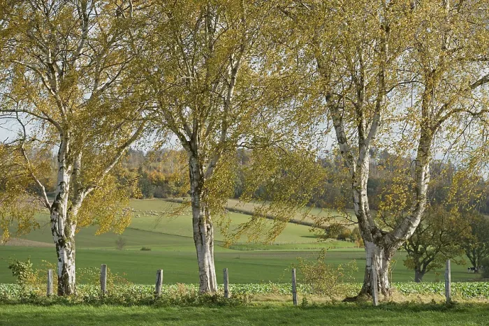 Gerahmter Druck : Laubbaum, Birke (Betula) Gerahmter Druck : Laubbaum, Birke (Betula)