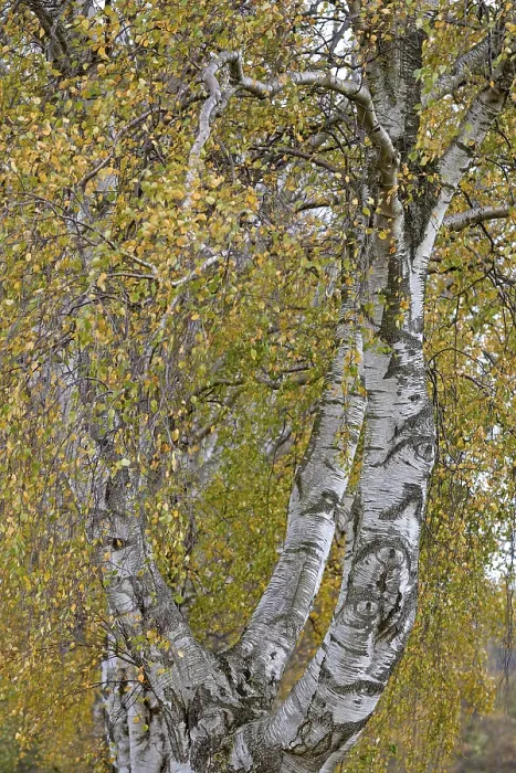 Gerahmter Druck : Laubbaum, Birke (Betula) Gerahmter Druck : Laubbaum, Birke (Betula)