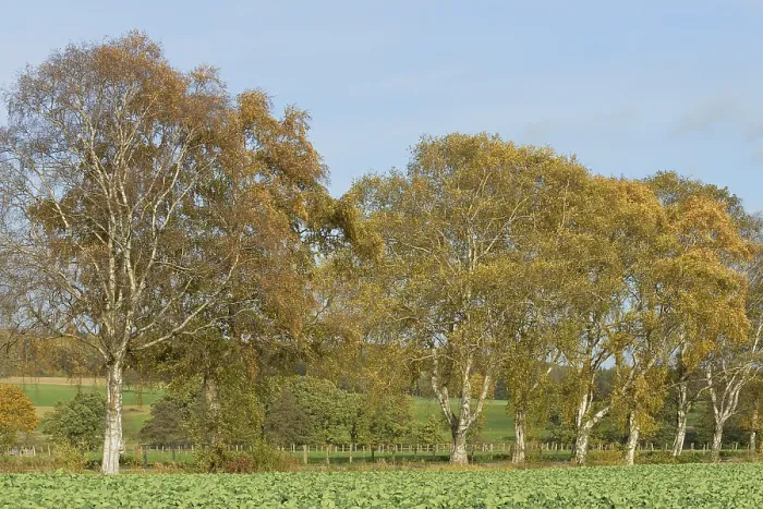 Gerahmter Druck : Laubbaum, Birke (Betula). Gerahmter Druck : Laubbaum, Birke (Betula).