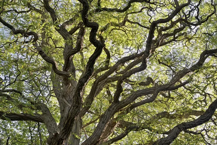 Gerahmter Druck : Laubbaum, Locust (Robinia) Gerahmter Druck : Laubbaum, Locust (Robinia)