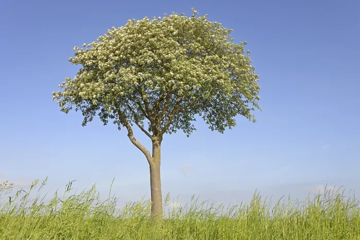 Gerahmter Druck : Laubbaum, Weißdorn (Sorbus aria) Gerahmter Druck : Laubbaum, Weißdorn (Sorbus aria)