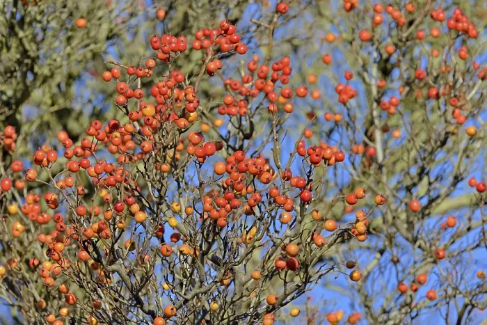 Gerahmter Druck : Laubbaum (Sorbus), Amerikanische Weichsel. Gerahmter Druck : Laubbaum (Sorbus), Amerikanische Weichsel.
