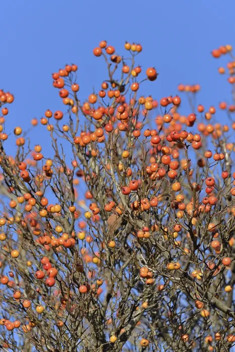 Gerahmter Druck : Laubbaum (Sorbus), Feldahorn. Gerahmter Druck : Laubbaum (Sorbus), Feldahorn.