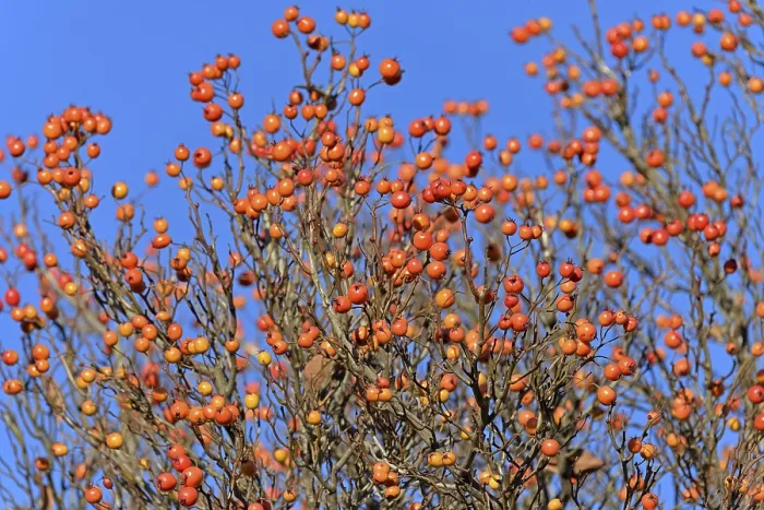 Gerahmter Druck : Laubbaum (Sorbus), Amerikanische Weichsel. Gerahmter Druck : Laubbaum (Sorbus), Amerikanische Weichsel.