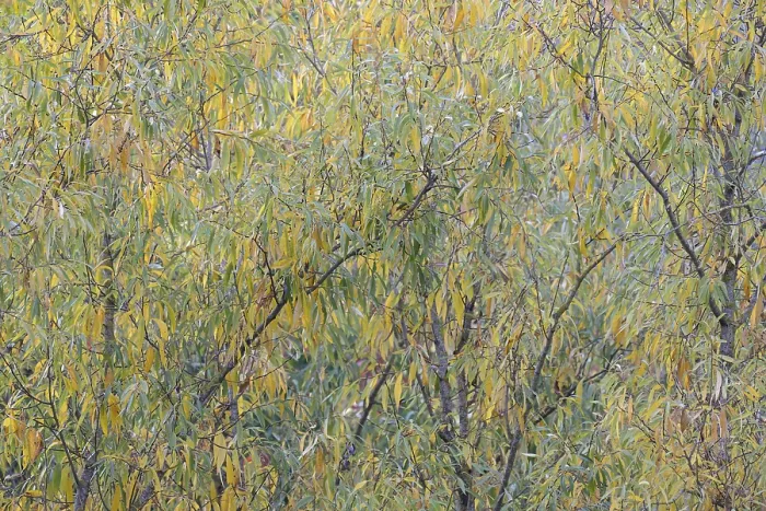 Gerahmter Druck : Laubbaum, Weide (Salix), Äste mit herbstlichen Blättern, Mosel, Rheinland-Pfalz, Deutschland Gerahmter Druck : Laubbaum, Weide (Salix), Äste mit herbstlichen Blättern, Mosel, Rheinland-Pfalz, Deutschland