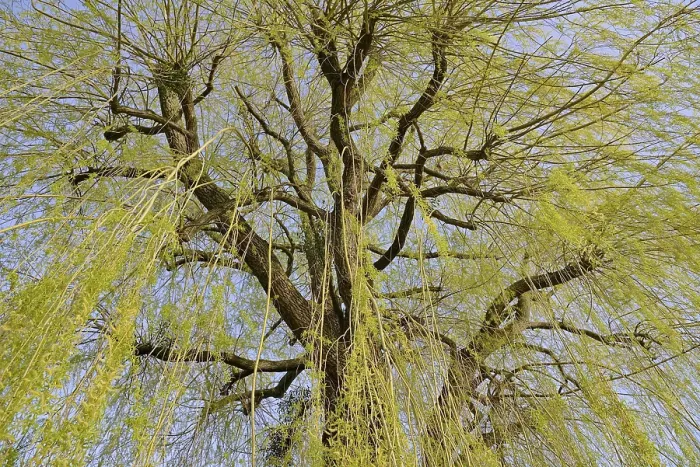 Gerahmter Druck : Laubbaum, Weide (Salix) Gerahmter Druck : Laubbaum, Weide (Salix)