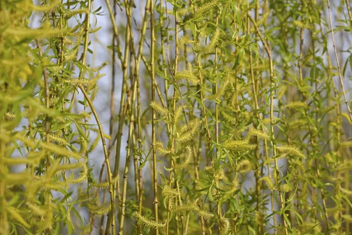 Gerahmter Druck : Laubbaum, Weide (Salix)