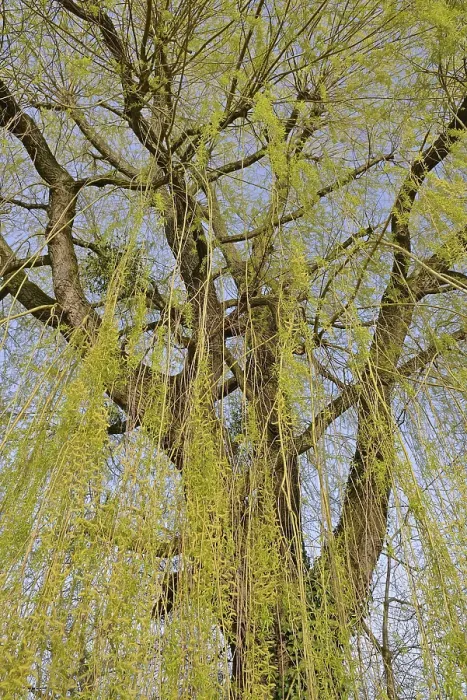 Gerahmter Druck : Laubbaum, Weide (Salix) Gerahmter Druck : Laubbaum, Weide (Salix)
