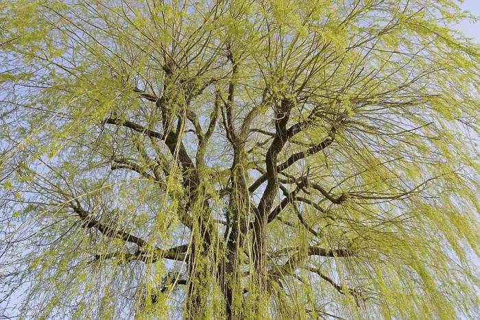 Gerahmter Druck : Laubbaum, Weide (Salix) Gerahmter Druck : Laubbaum, Weide (Salix)