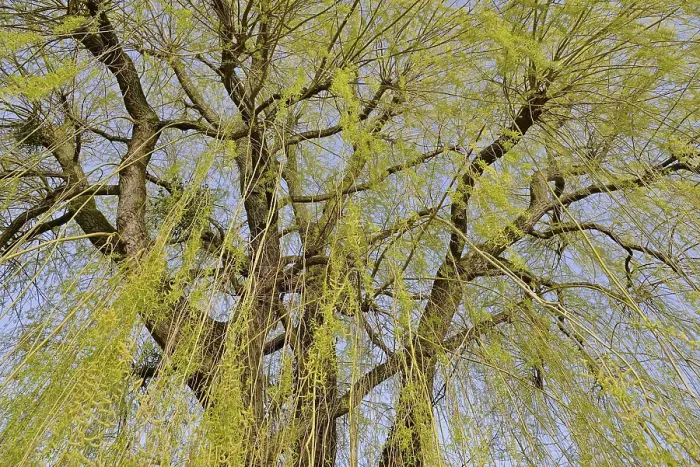 Gerahmter Druck : Laubbaum, Weide (Salix) Gerahmter Druck : Laubbaum, Weide (Salix)