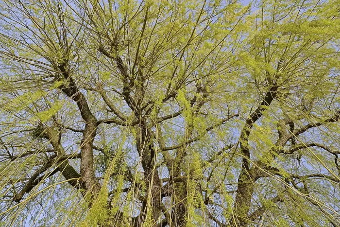 Gerahmter Druck : Laubbaum, Weide (Salix) Gerahmter Druck : Laubbaum, Weide (Salix)