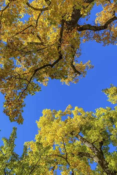 Gerahmter Druck : Laubbäume im Herbstfarben. Gerahmter Druck : Laubbäume im Herbstfarben.