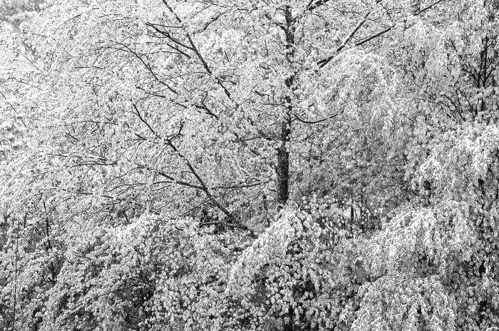 Gerahmter Druck : Winterlicher Schnee auf Laubbäumen, Frühwinter in Oberösterreich Gerahmter Druck : Winterlicher Schnee auf Laubbäumen, Frühwinter in Oberösterreich