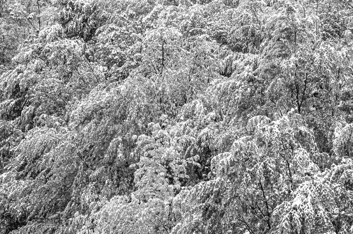 Gerahmter Druck : Laubbäume unter Schnee. Gerahmter Druck : Laubbäume unter Schnee.