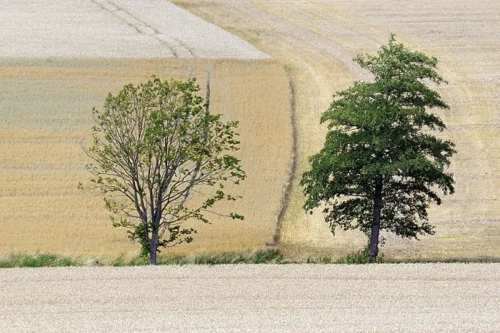 Gerahmter Druck : Laubholz in Getreidefeldern vor der Ernte. Gerahmter Druck : Laubholz in Getreidefeldern vor der Ernte.