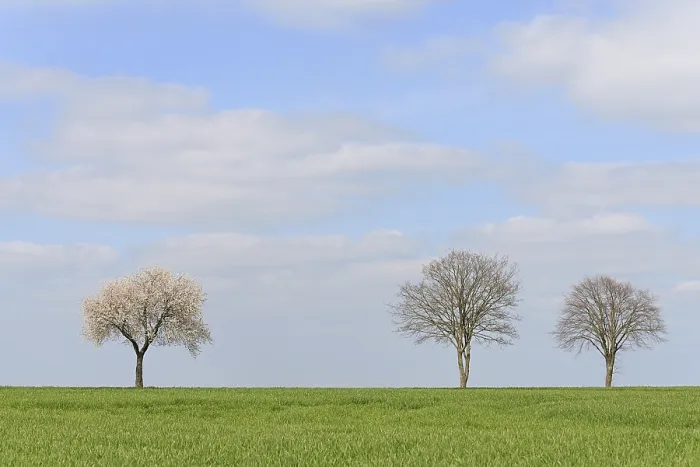 Gerahmter Druck : Deciduous Bäume neben grünem Getreidefeld in Blüte, Nordrhein-Westfalen, Deutschland Gerahmter Druck : Deciduous Bäume neben grünem Getreidefeld in Blüte, Nordrhein-Westfalen, Deutschland