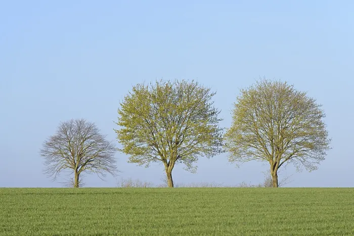Gerahmter Druck : Bäume in einer grünen Getreidefelder, blauem Himmel, Nordrhein-Westfalen, Deutschland Gerahmter Druck : Bäume in einer grünen Getreidefelder, blauem Himmel, Nordrhein-Westfalen, Deutschland