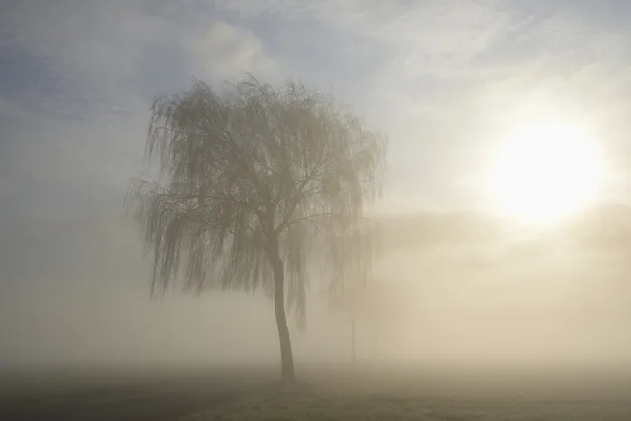 Gerahmter Druck : Deciduousbäume in der Nebel im Sonnenlicht, Nordrhein-Westfalen, Deutschland