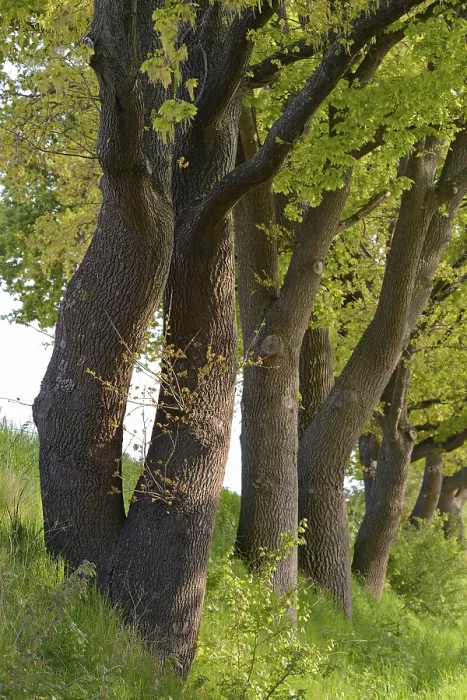 Gerahmter Druck : Laubholz, Eichen (Quercus). Gerahmter Druck : Laubholz, Eichen (Quercus).