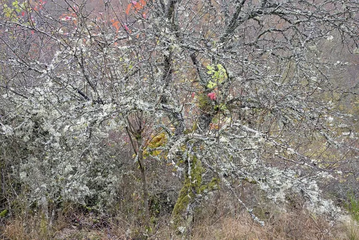 Gerahmter Druck : Laubwälder überwachsen mit Flechten, Mosel, Rheinland-Pfalz, Deutschland Gerahmter Druck : Laubwälder überwachsen mit Flechten, Mosel, Rheinland-Pfalz, Deutschland