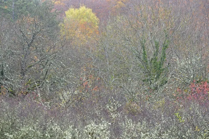 Gerahmter Druck : Deciduous Bäume überwachsen mit Flechten in der Mosel, Rheinland-Pfalz, Deutschland Gerahmter Druck : Deciduous Bäume überwachsen mit Flechten in der Mosel, Rheinland-Pfalz, Deutschland