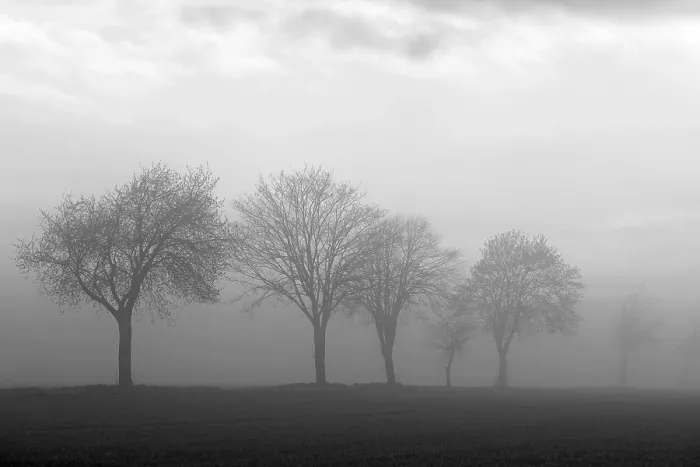 Gerahmter Druck : Laubbäume, Baumreihe in der Nebel. Gerahmter Druck : Laubbäume, Baumreihe in der Nebel.