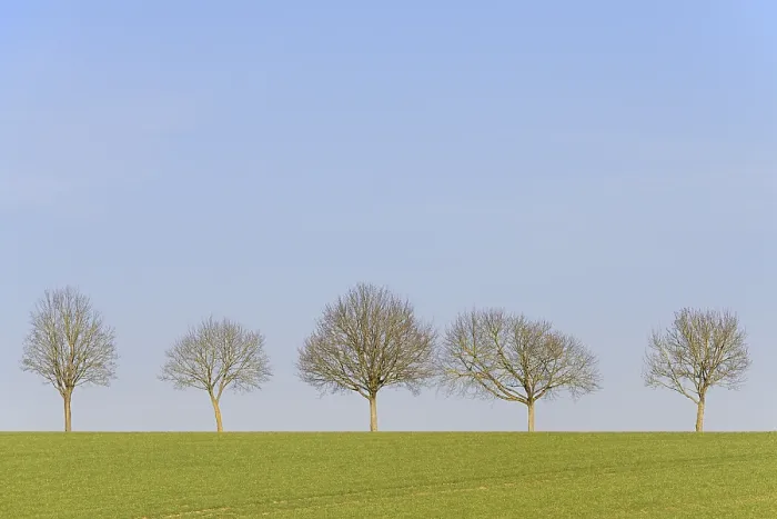 Gerahmter Druck : Laubbäume, Baumreihe in einem grünen Feld. Gerahmter Druck : Laubbäume, Baumreihe in einem grünen Feld.