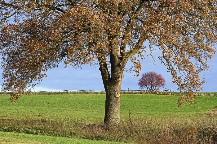 Gerahmter Druck : Laubbaum, Einzelbäume. Gerahmter Druck : Laubbaum, Einzelbäume.