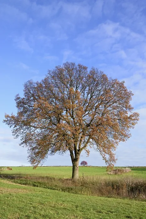 Gerahmter Druck : Laubbäume, Einzelbäume. Gerahmter Druck : Laubbäume, Einzelbäume.