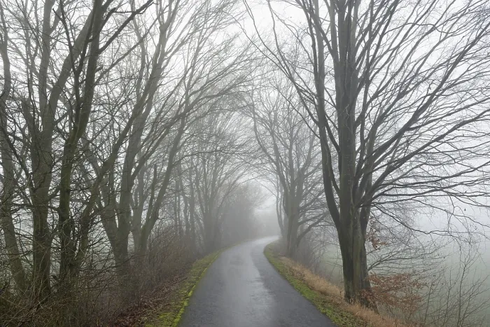 Gerahmter Druck : Laubholz an der Straße. Gerahmter Druck : Laubholz an der Straße.