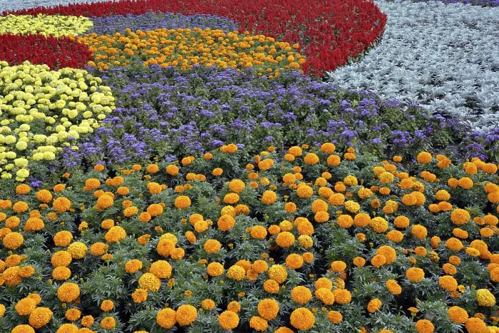 Gerahmter Druck : Blumenfeld mit dekorativen Blumen. Gerahmter Druck : Blumenfeld mit dekorativen Blumen.