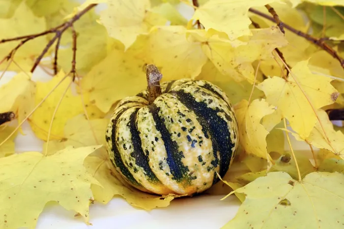 Gerahmter Druck : Schmückgurke Gerahmter Druck : Schmückgurke