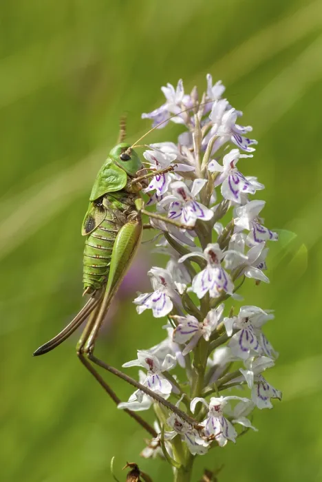 Gerahmter Druck : Decticus verrucivorus, Heuschrecken. Gerahmter Druck : Decticus verrucivorus, Heuschrecken.