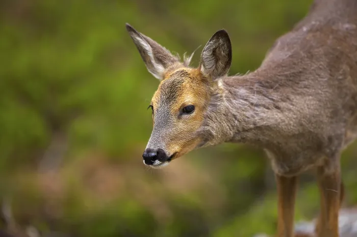 Gerahmter Druck : Ein Hirsch in Norwegen Gerahmter Druck : Ein Hirsch in Norwegen