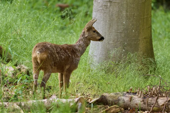 Gerahmter Druck : Ein Hirsch steht in der Grünheit neben einem Baum. Gerahmter Druck : Ein Hirsch steht in der Grünheit neben einem Baum.