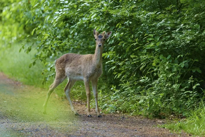 Gerahmter Druck : Ein Hirsch steht still neben einem Pfad im Wald. Gerahmter Druck : Ein Hirsch steht still neben einem Pfad im Wald.