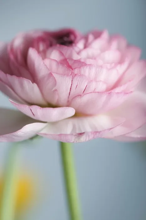 Gerahmter Druck : Zarte rosa Ranunkeln, Bl. Gerahmter Druck : Zarte rosa Ranunkeln, Bl.