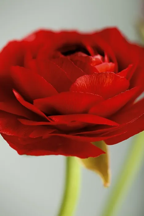 Gerahmter Druck : Zarte rote Ranunkeln, Bl. Gerahmter Druck : Zarte rote Ranunkeln, Bl.